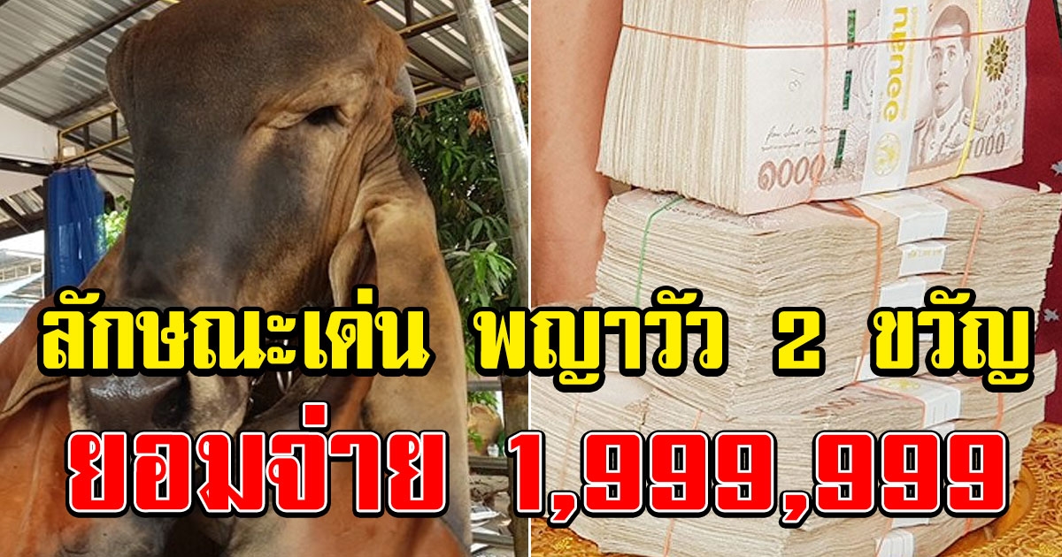 พญาวัว 2 ขวัญ