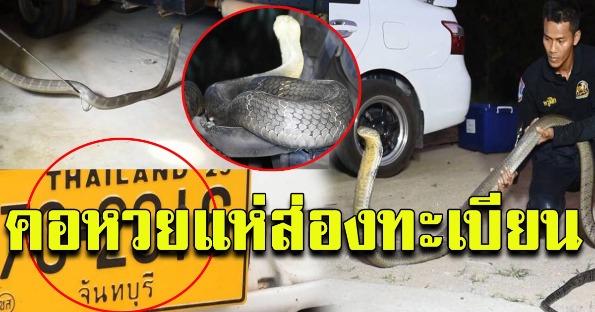 จงอางซุกใต้ รถบรรทุก