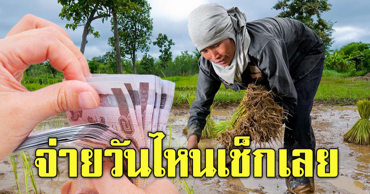 ครม.อนุมัติ โครงการประกันภัยข้าวนาปี ช่วยเหลือชาวนา
