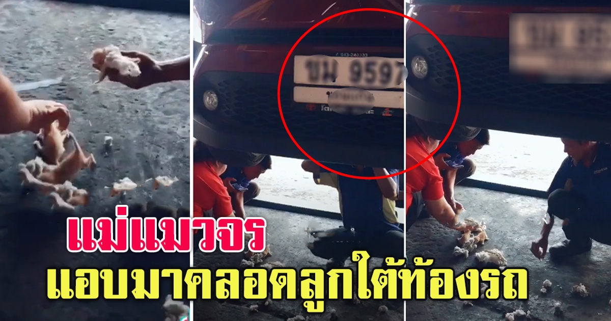 แม่แมวแอบมาคลอดลูก ใต้ท้องรถเก๋ง