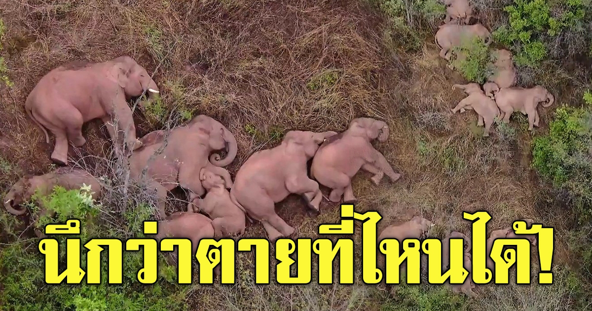 ช้างป่า หลังอพยพจากยูนนานกว่า 40 วัน