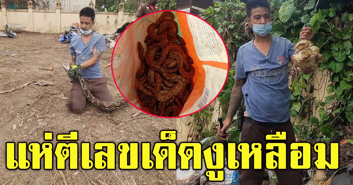 จับงูเหลือมยาว 5 เมตร ผงะเจอทั้งแม่ ทั้งลูก