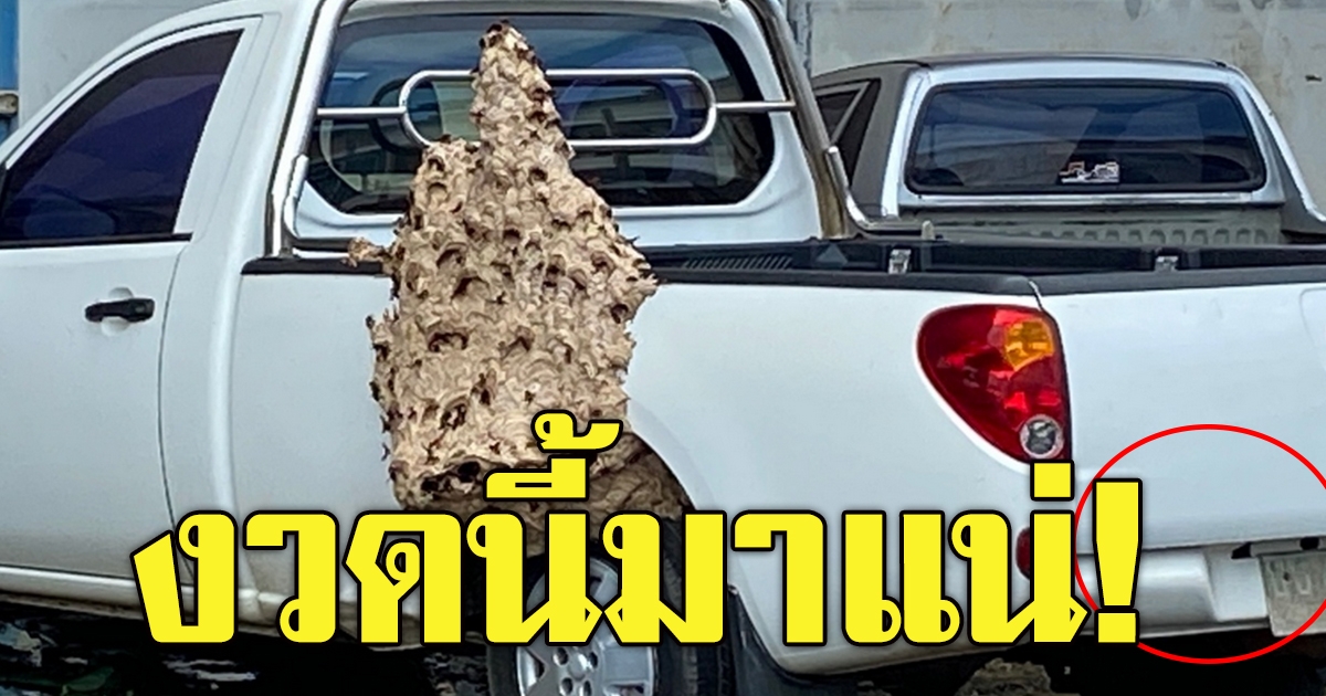 ต่อหัวเสือทำรังมหิมาที่รถกระบะ