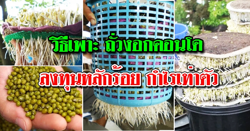 วิธีเพาะถั่วงอกคอนโดขาย ลงทุนหลักร้อย กำไรเท่าตัว