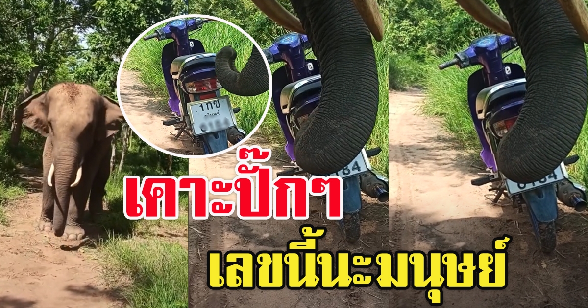 พี่ใหญ่เคาะทะเบียนรถ