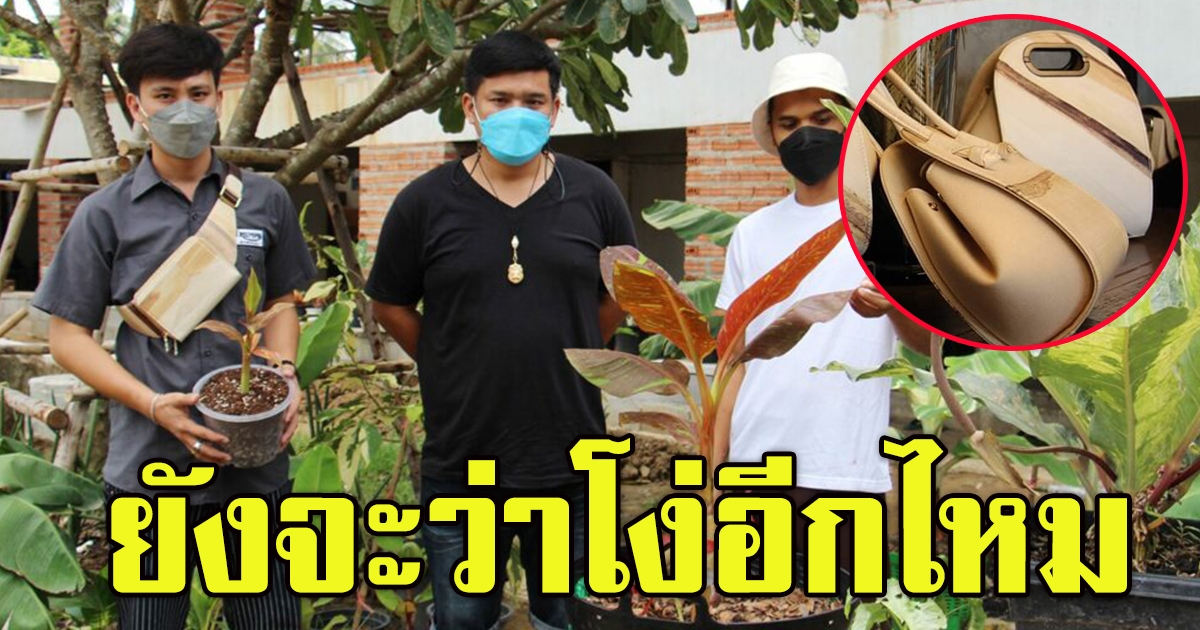 หนุ่มซื้อกล้วยด่างต้นละ 1 ล้าน
