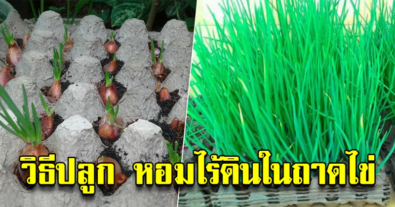 เคล็ดลับวิธีปลูก หอมไร้ดินในถาดไข่ สะอาด ปลอดภัย มีกินตลอดทั้งปี