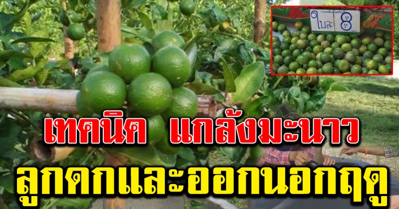 วิธีการแกล้งมะนาว เร่งให้ออกนอกฤดูกาล