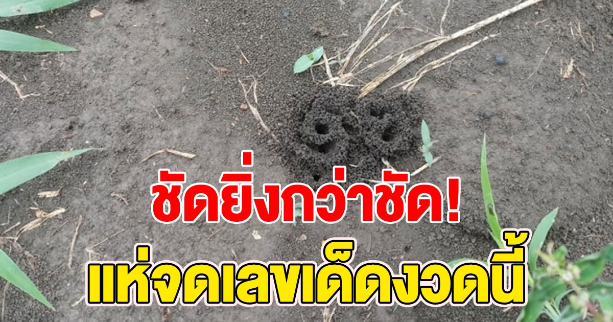 รังมดขึ้นกลางทุ่งนา หน้าตาเหมือนตัวเลข