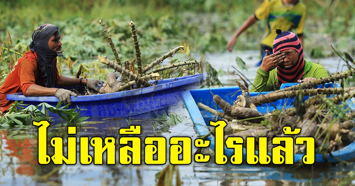 ชาวไร่ ต.หนองผักนาก พายเรือขุดมันขาย หลังน้ำท่วมจนเน่ากว่าครึ่ง