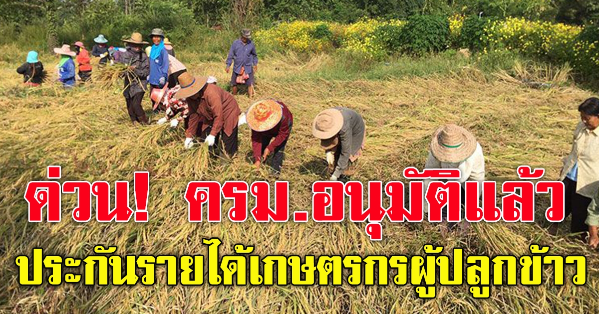 ครม.ไฟเขียว 2.7 หมื่นล้าน ประกันรายได้เกษตรกร 3 โครงการ