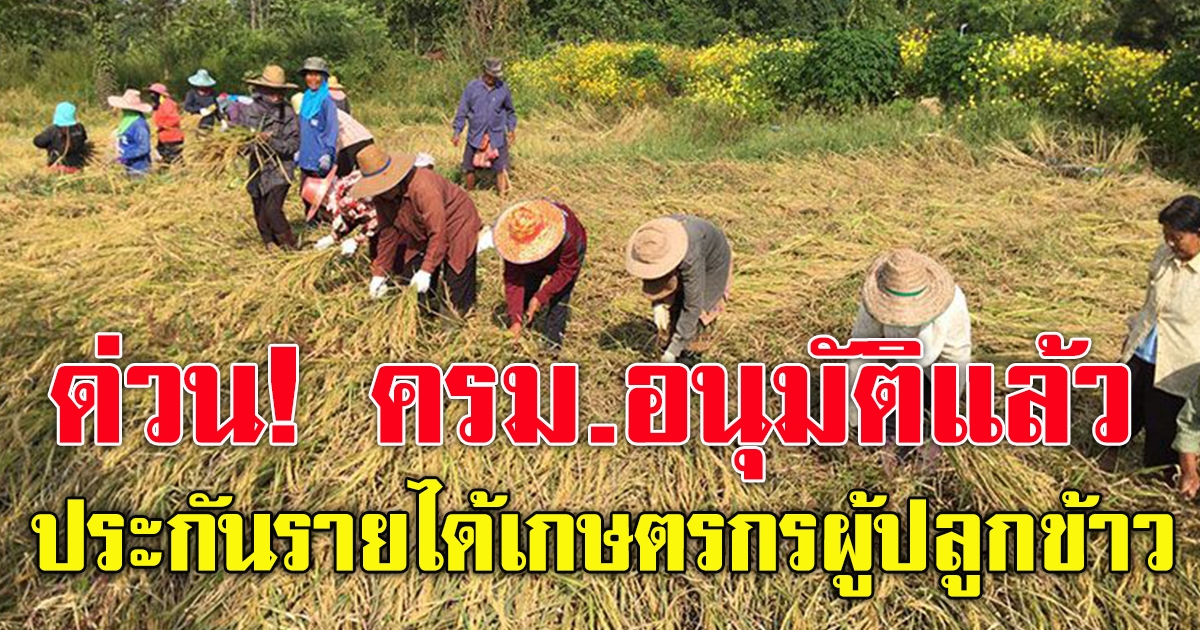 ครม.ไฟเขียว 2.7 หมื่นล้าน ประกันรายได้เกษตรกร 3 โครงการ