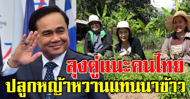 บิ๊กตู่ แนะคนไทยกินหญ้าหวานแทนน้ำตาล เปลี่ยนทำนา มาปลูกหญ้าหวาน รายได้เพิ่ม 7 เท่า ต่อปี
