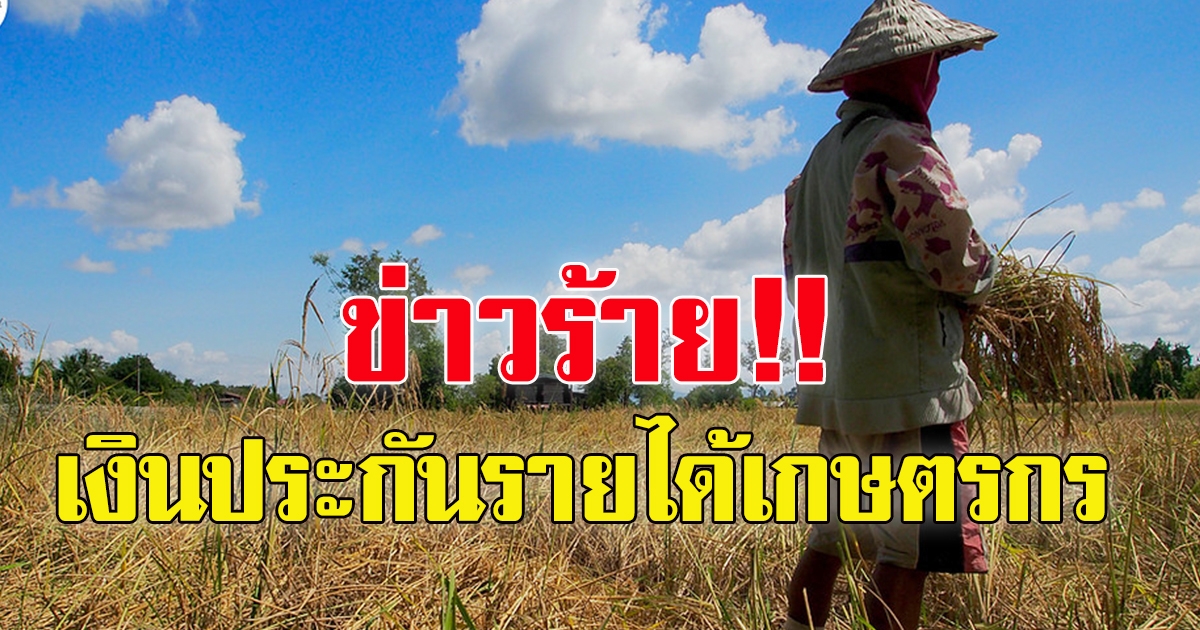 ประกันรายได้เกษตรกรผู้ปลูกข้าว