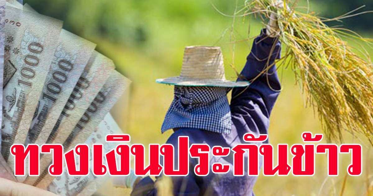 ทวงเงิน ประกันราคาข้าว