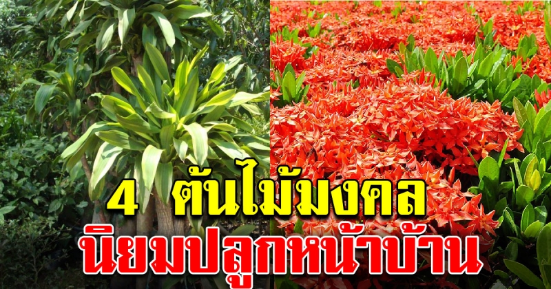 4 ต้นไม้ปลูกหน้าบ้าน ความหมายดีแถมช่วยทำให้บ้านร่มรื่นและเย็นสบาย
