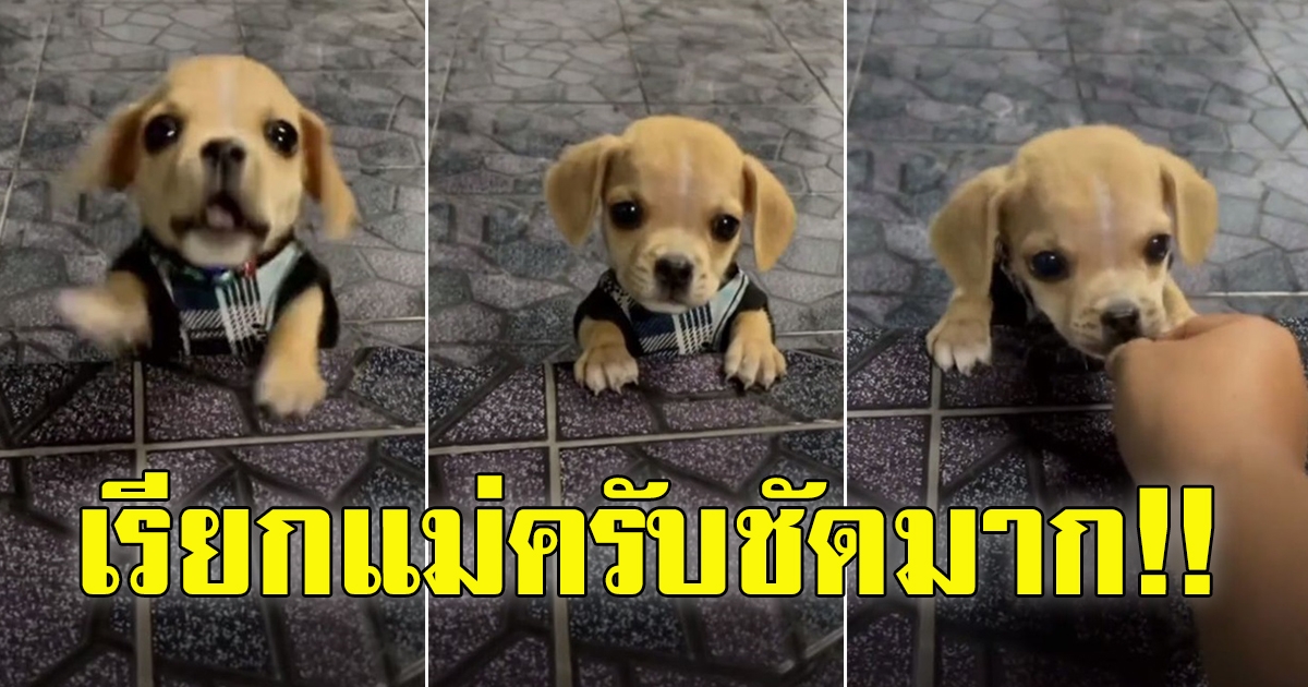 ไวรัลข้ามคืน คลิปสุนัขแสนรู้ เรียก แม่ครับ
