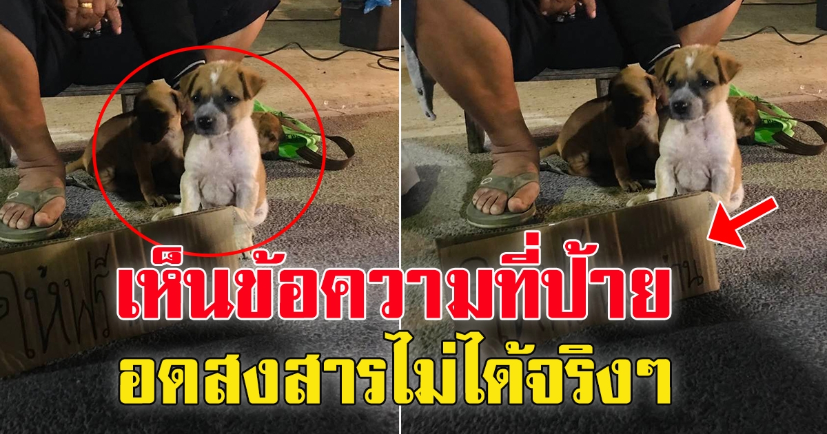คุณยายสูงอายุ ที่ถนนคนเดินปรานบุรี
