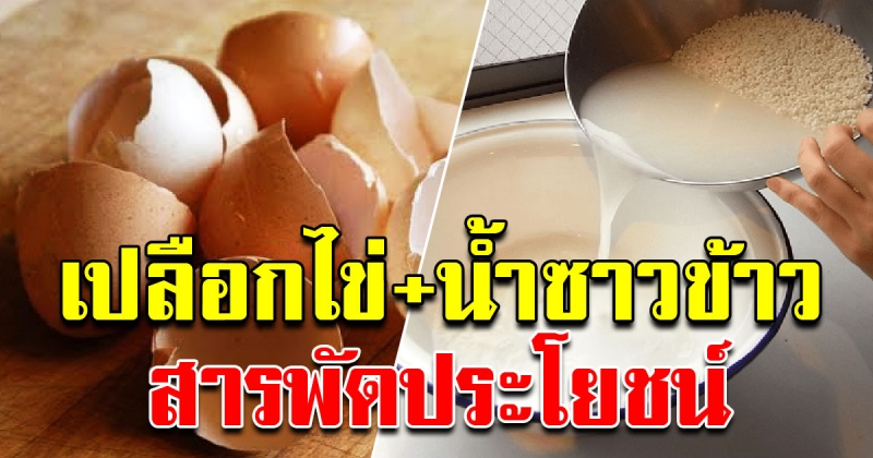 การทำน้ำหมักจุลินทรีย์จากน้ำซาวข้าวกับเปลือกไข่ ทำประโยชน์ได้หลายอย่าง