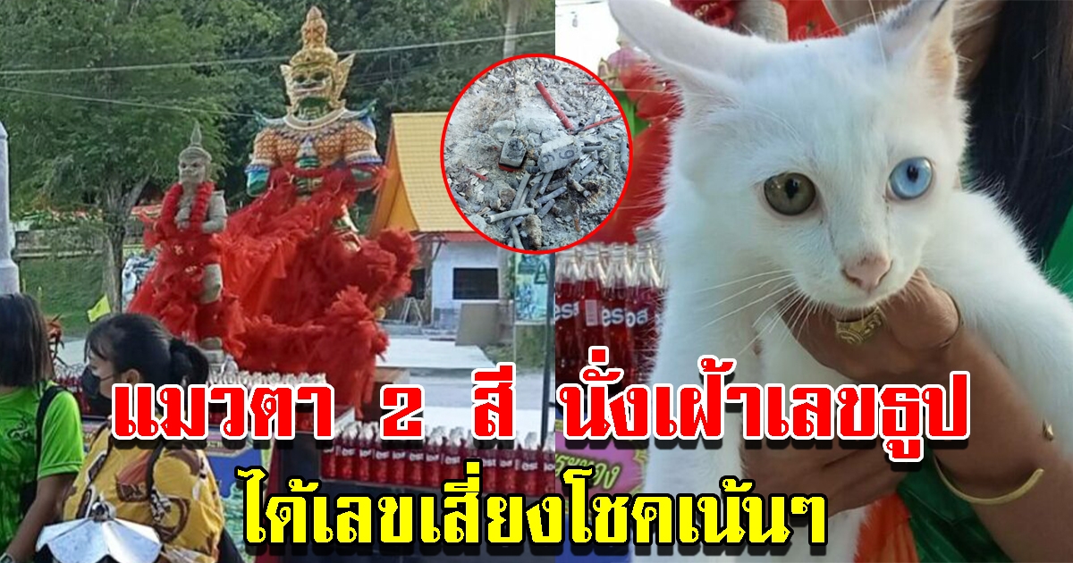 แมวตา 2 สี นั่งเฝ้าเลขธูป หน้าท้าวเวสสุวรรณ