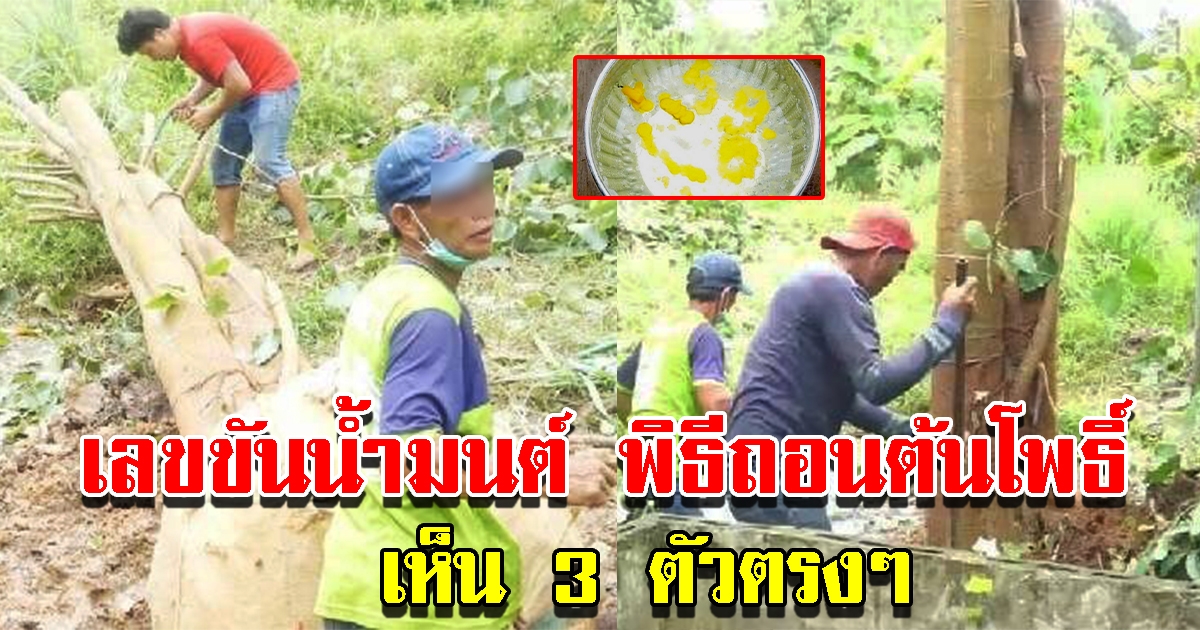 เลขขันน้ำมนต์ พิธีถอนต้นโพธิ์ เห็น 3 ตัวตรงๆ