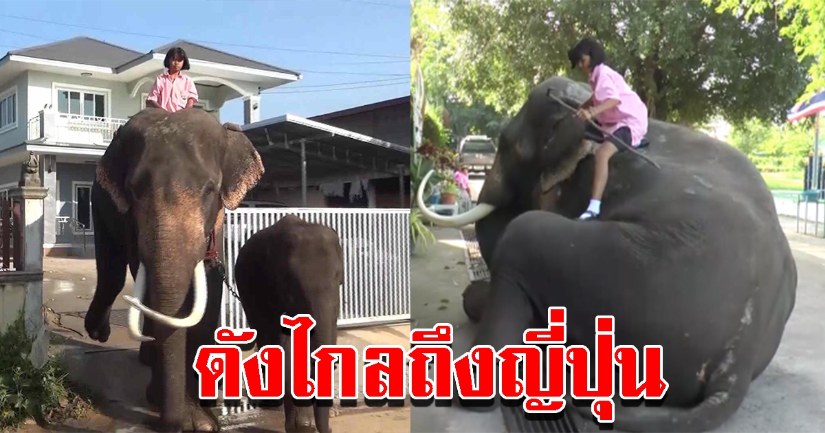 น้องปูเป้ วัย 11 ขวบ ขี่ช้างไปโรงเรียน ล่าสุดสื่อดังญี่ปุ่นติดต่อถ่ายรายการ