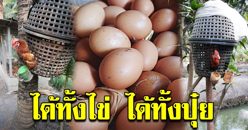 สุดยอดไอเดียเลี้ยงไก่ไข่ บนต้นไม้ ได้ทั้งปุ๋ยเเละไข่ไก่คุณภาพ พร้อมสูตรอาหารไก่