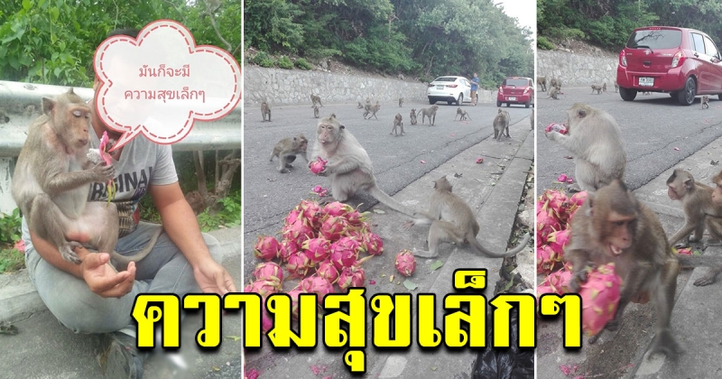 สุดประทับใจ หนุ่มใจบุญ เก็บแก้วมังกรข้างทาง 70 กิโล ไปให้ลิง