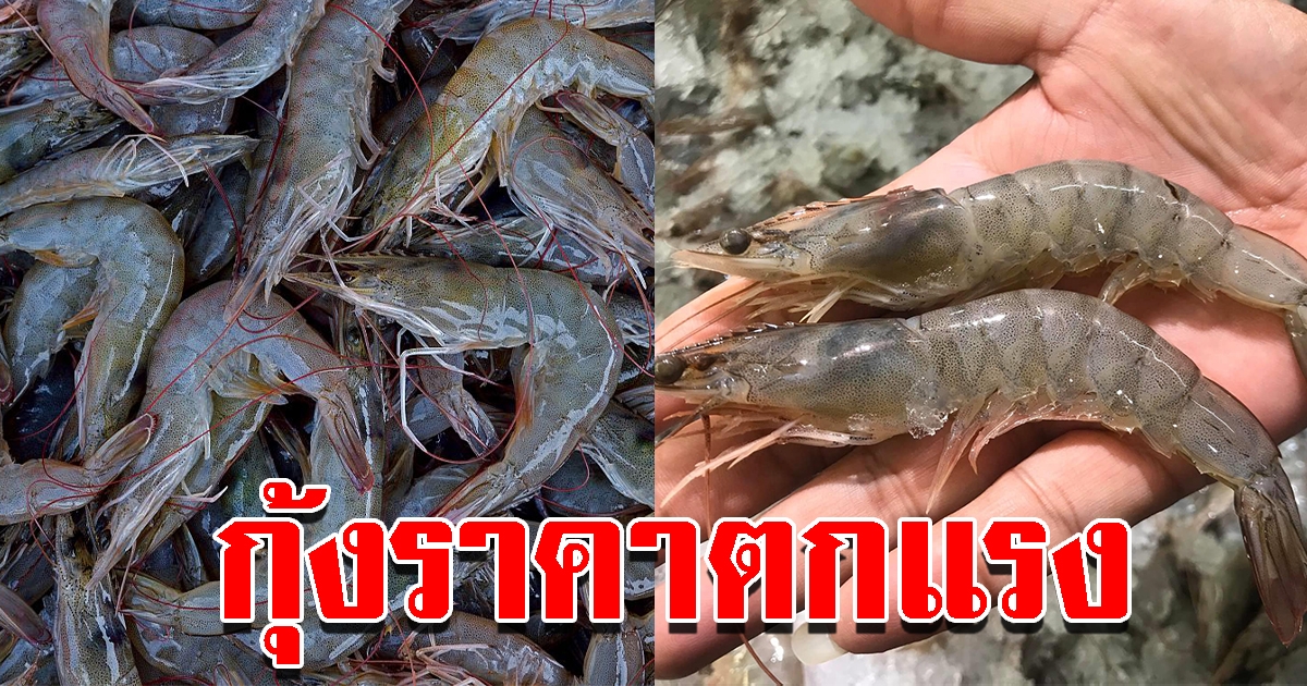 คนเลี้ยงโอด กุ้งราคาตกแรง หลังบอร์ดกุ้งอนุมัตินำเข้า
