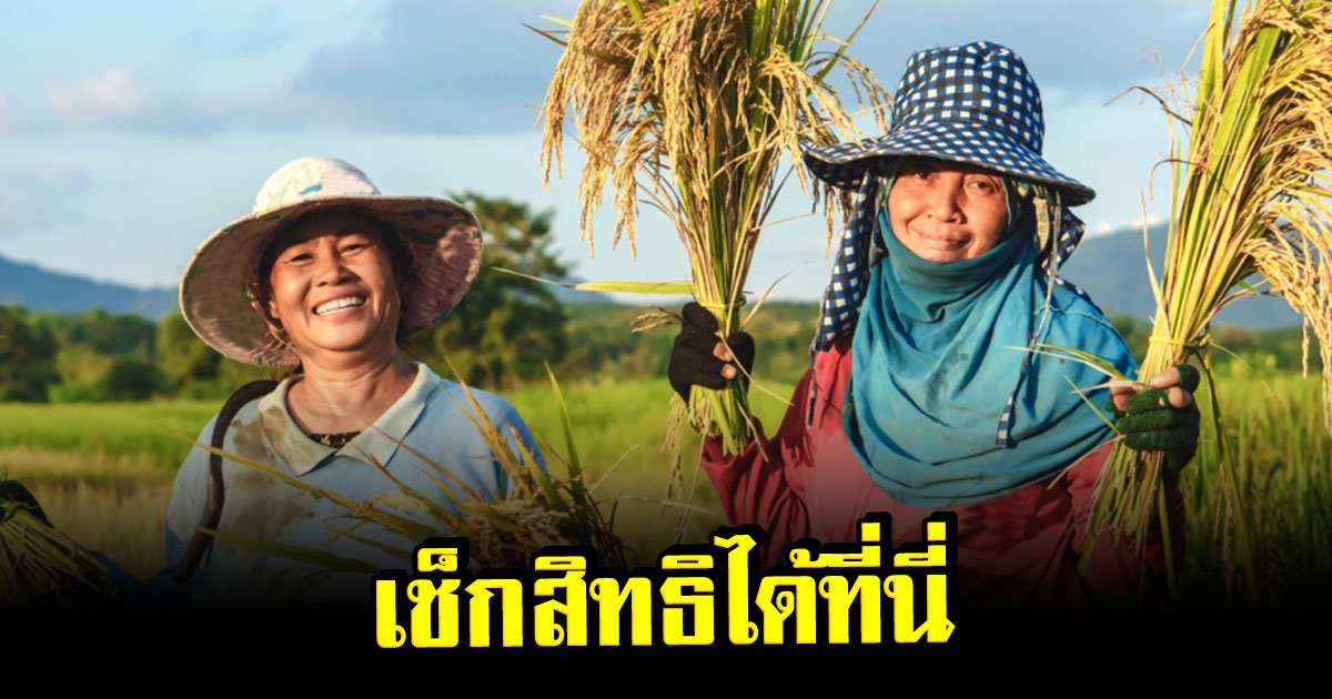 เช็คสิทธิ เงินเยียวยาเกษตรกร ประกันรายได้ข้าว เงินเยียวยาไร่ละ 1,000 ผ่าน ธ.ก.ส.ได้ที่นี่