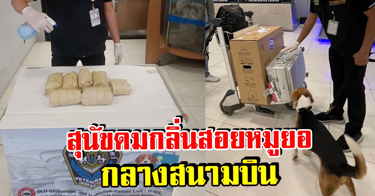 สุนัขดมกลิ่นสอยหมูยอเวียดนาม หลังผู้โดยสารลักลอบเข้าไทย