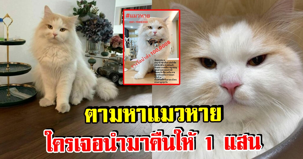 เจ้าของประกาศ ตามหา น้องสุดหล่อ ใครเจอเอามาคืน ให้ 1 แสนบาท