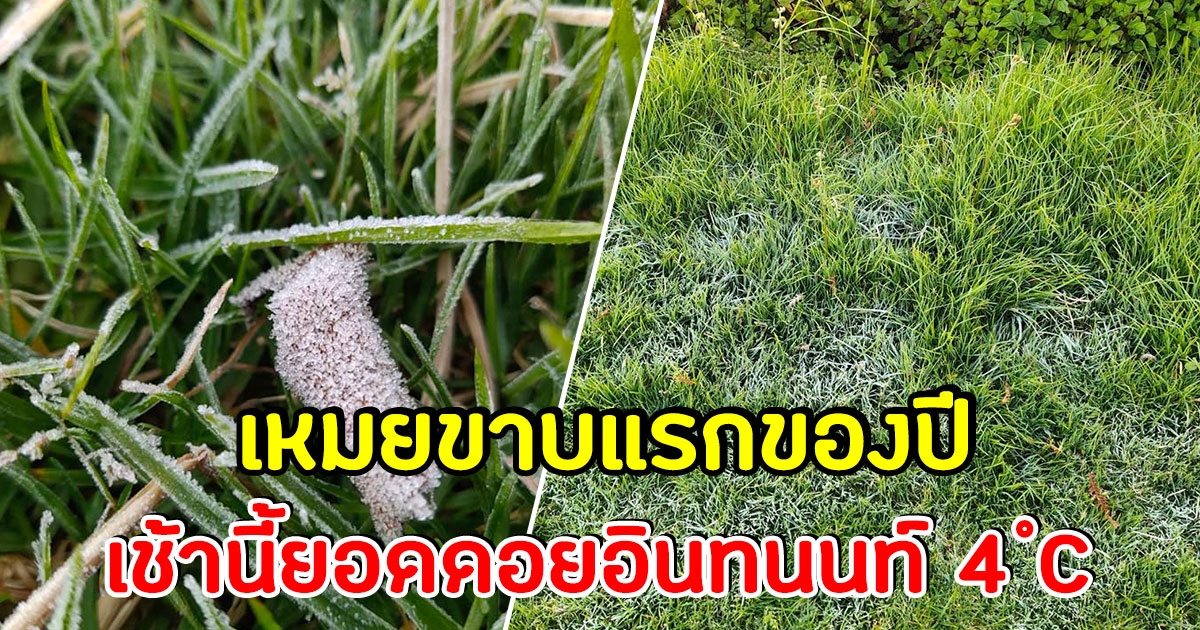 เหมยขาบแรกของปีมาแล้ว เช้านี้บนยอดดอยอินทนนท์ อุณภูมิต่ำสุด 4 องศา