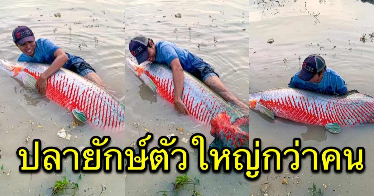 โซเชียลฮือฮา ชาวบ้านจับปลาตัวใหญ่เท่าคน ชาวเน็ตอึ้ง ปลาอะไรแน่