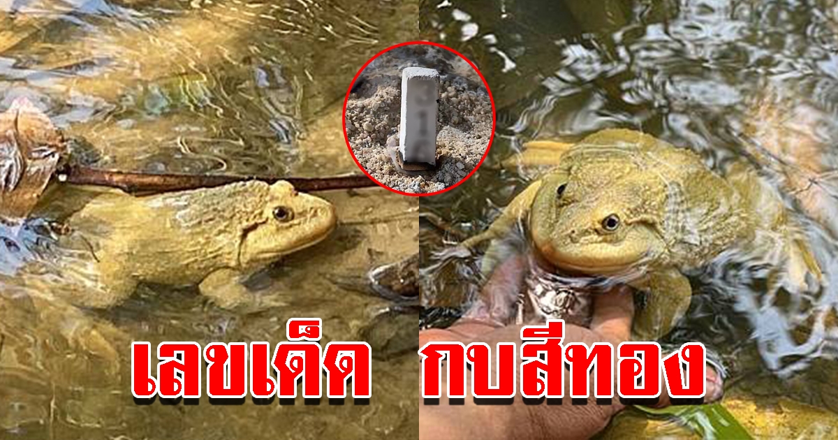 กบสีทองแสนรู้ โผล่ให้ลูบหัวในคลองหลังวัด เผยเลขธูป 3 ตัวตรง
