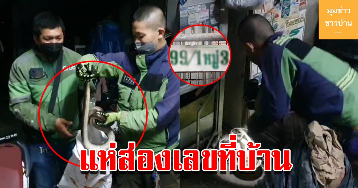 งูแสงอาทิตย์ยาว 1 เมตรเลื้อยเข้าบ้าน แห่ส่องเลขที่บ้าน