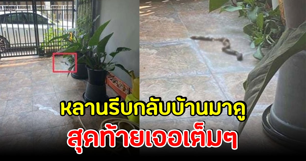 หลานตกใจสุดขีด หลังคุณยายโทรมาบอก มีงูตัวใหญ่เข้าบ้าน