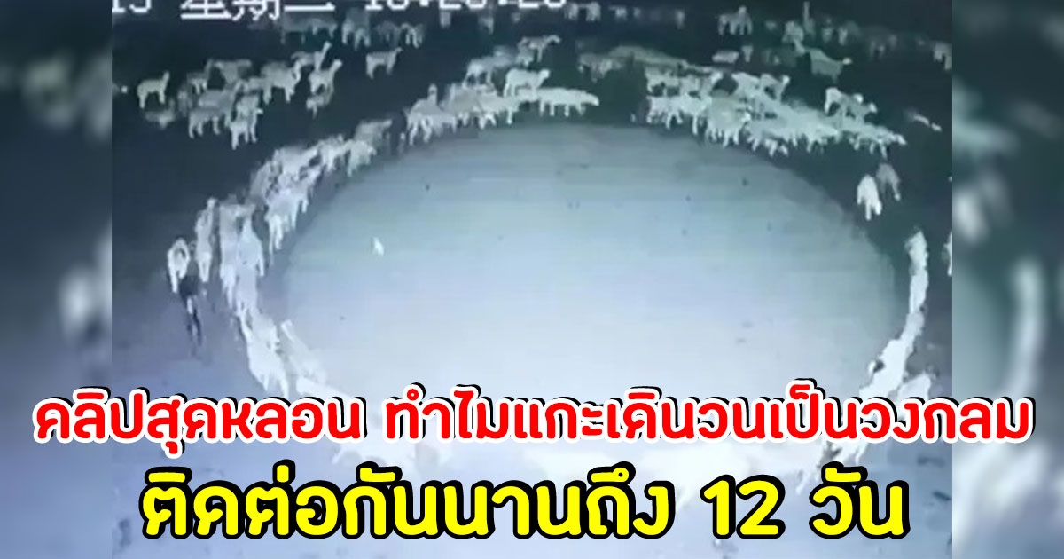 สุดหลอน ฝูงแกะเดินวนเป็นวงกลม ติดต่อกันนาน 12 วัน