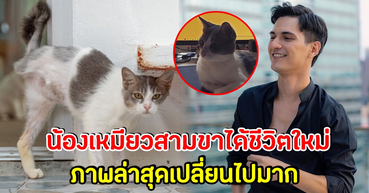 ชิน ชินวุฒ รับอุปการะน้องแมวจร 3 ขา เผยภาพล่าสุด น้องแมวเปลี่ยนไปมาก