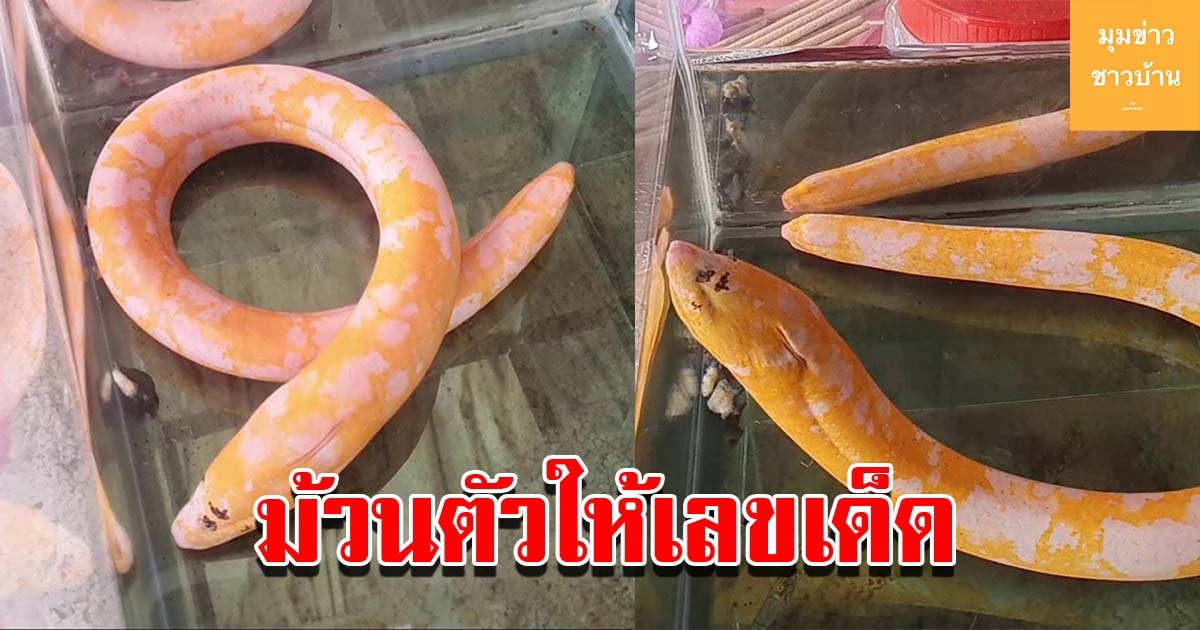 แห่ชมปลาไหลทอง 2 สี ม้วนตัวให้เลข