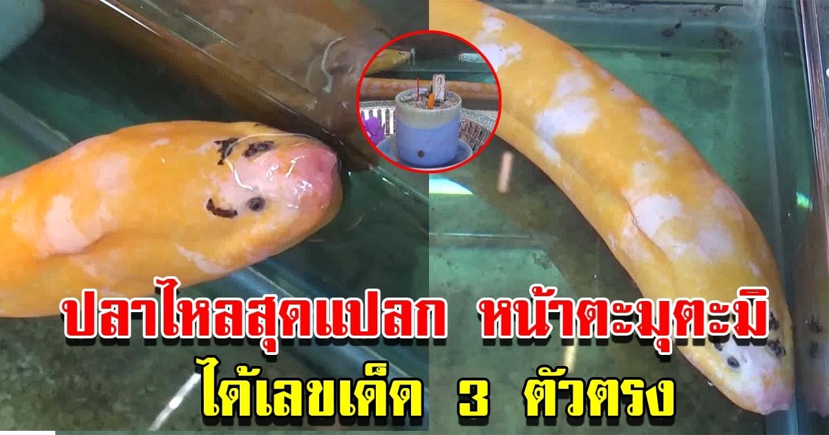 แห่ส่องเลข ปลาไหลสีทองสุดแปลก หน้าตาตะมุตะมิ ได้ 3 ตัวตรง