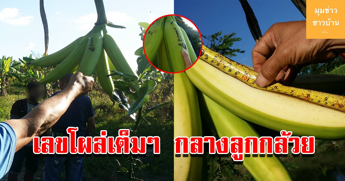 ฮือฮา เลขโผล่เต็มๆกลางลูกกล้วย
