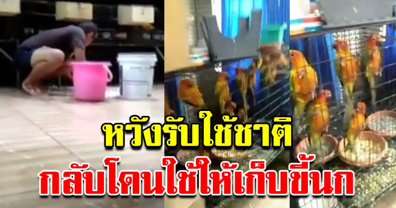 ทหารโวย โพสต์ระบายความในใจ เข้ากองทัพหวังรับใช้ชาติ แต่นายใช้ไปเลี้ยงนก แถมยึดเบี้ยเลี้ยง