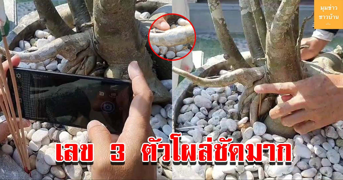แห่ส่องเลข ต้นชวนชมคล้ายช้างน้อยโผล่ เห็นเลข 3 ตัวชัดเจน