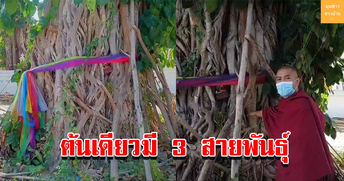 ต้นโพธิ์โบราณ ต้นเดียวมีต้นไม้ 3 สายพันธุ์ ขึ้นซ้อนทับกัน อายุ 362 ปี