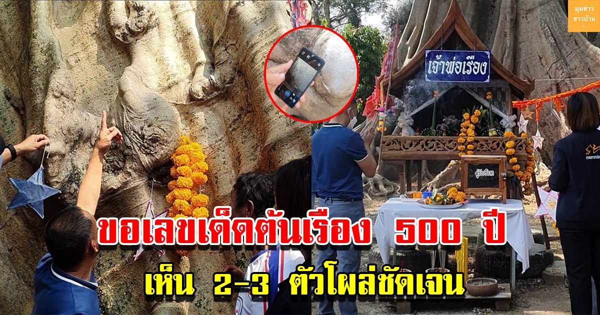 แห่ขอโชคพระพิฆเนศ ต้นเรืองโบราณ อายุ 500 ปี เห็นเลข 2-3 ตัวโผล่ชัดเจน