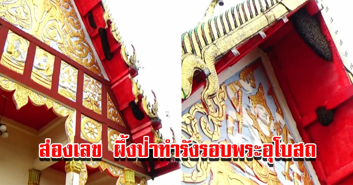 แห่ส่องเลขเด็ด ผึ้งป่าทำรังรอบพระอุโบสถ