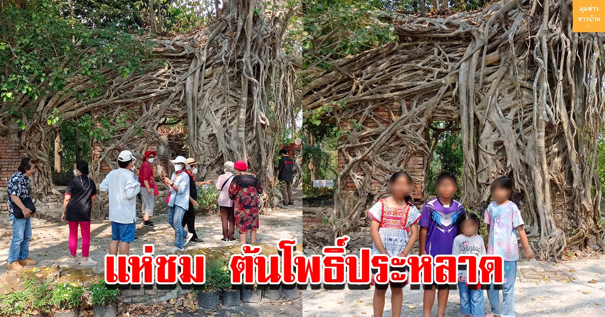 นักท่องเที่ยวแห่ชม ต้นโพธิ์ประหลาด