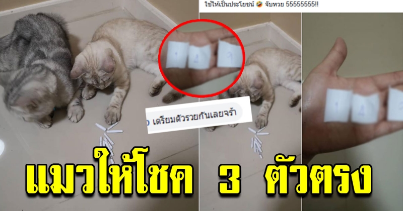 เจ้าของเขียนเลขใส่กระดาษ แมวจับเลขให้ 3 ตัว