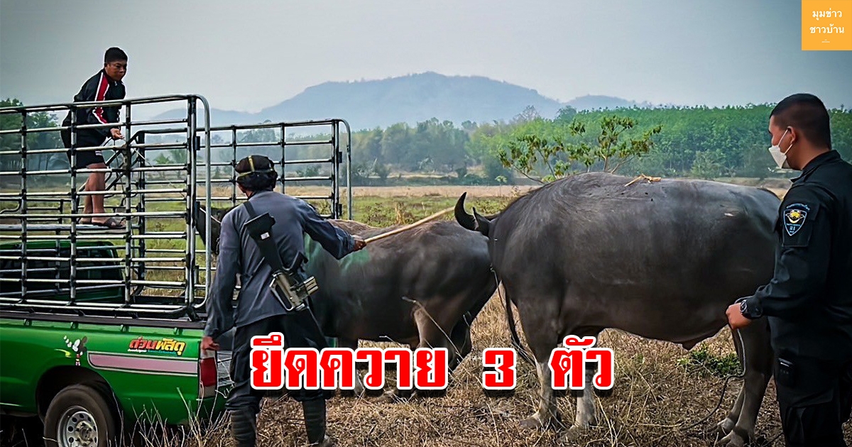 ทพ. 21 ยึดกระบือ 3 ตัว ก่อนส่งไปฝั่งลาว